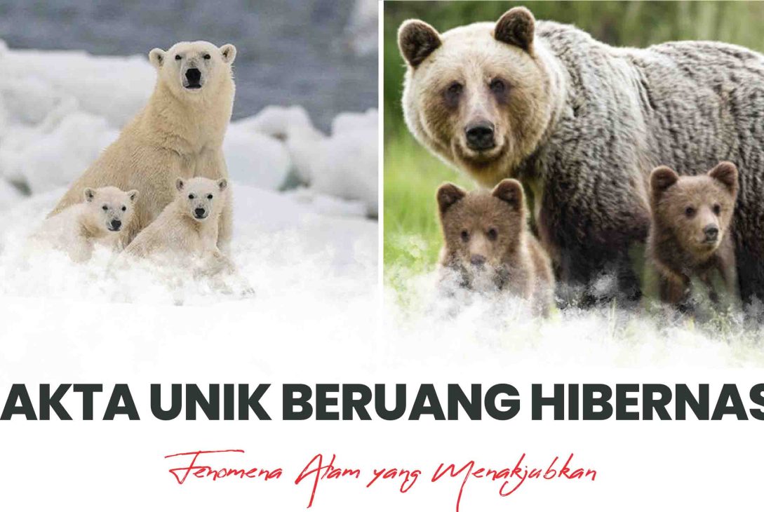 Fakta Unik Beruang Hibernasi Fenomena Alam yang Menakjubkan