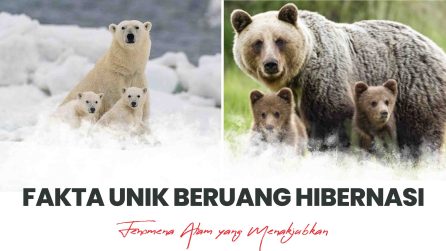 Fakta Unik Beruang Hibernasi Fenomena Alam yang Menakjubkan